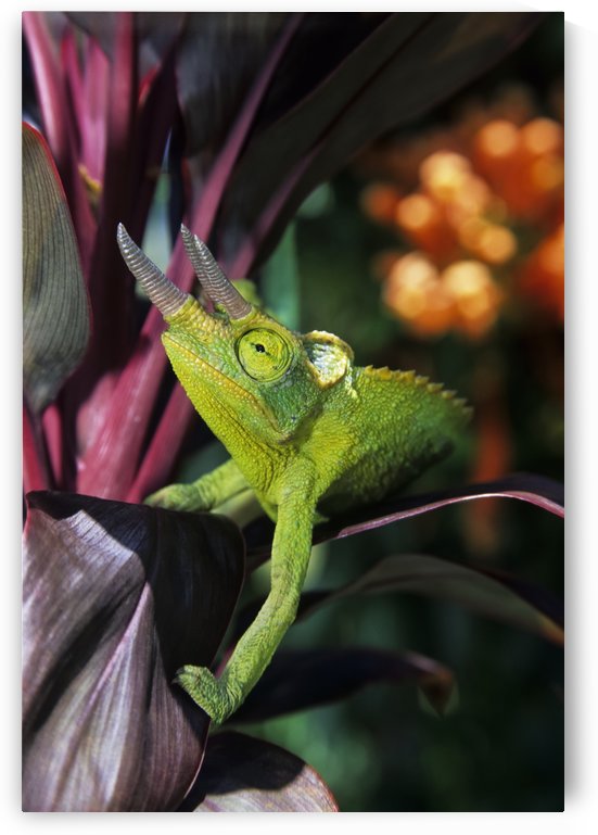 Hawaii, Maui, Jackson's Chameleon On Red Ti-Leaf Plant. by PacificStock